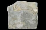 Fossil Crinoid (Eretmocrinus) - Gilmore City, Iowa #157212-1
